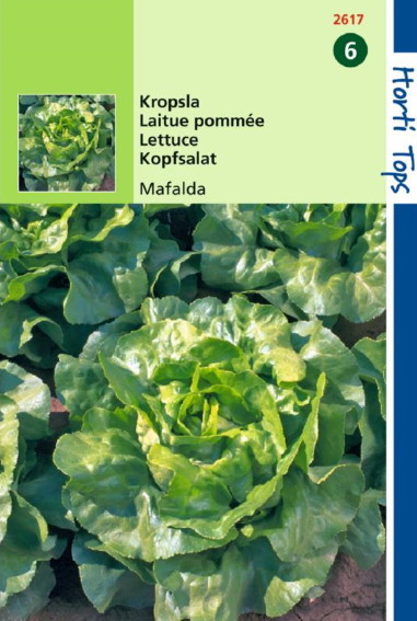 Lettuce Fiorella (Lactuca sativa) 400 seeds